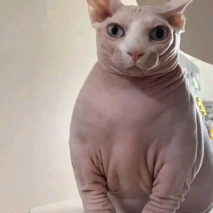 ⤑ ᅠᅠᅠᅠ𝐔ltimate 𝐖riting 𝐏rodigy . tweet media