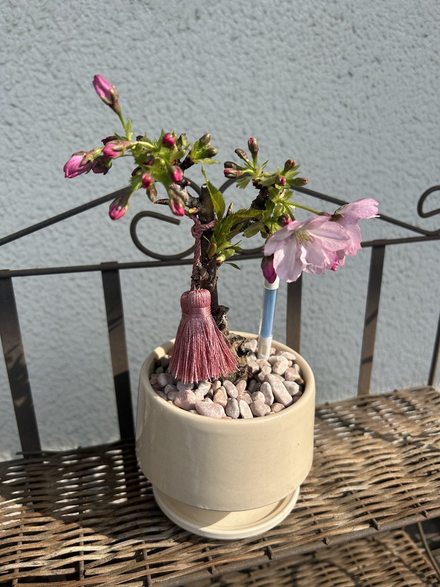 坪倉唯子 tweet media