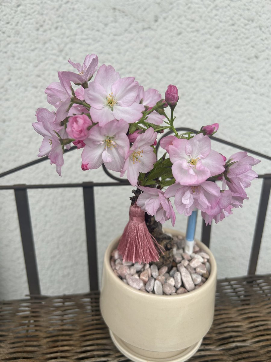 坪倉唯子 tweet media