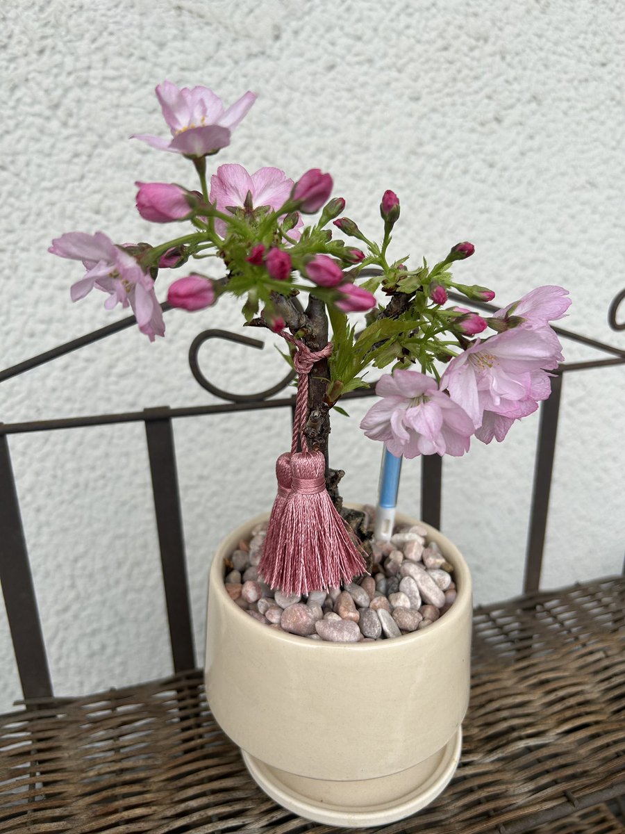 坪倉唯子 tweet media