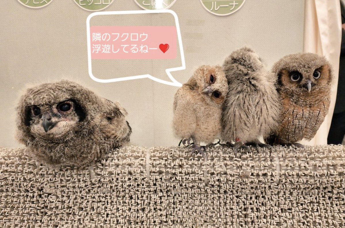 アピス tweet media