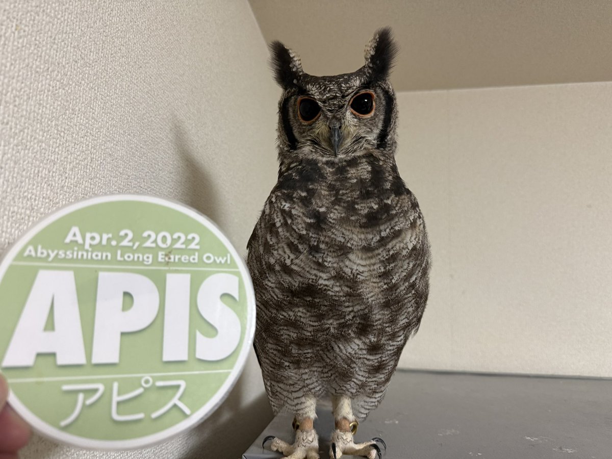 アピス tweet media