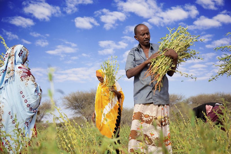 FAOclimate's tweet image. How can we ensure more climate investments in agrifood systems for the most vulnerable?

The #FASTPartnership offers solutions through targeted and impact-oriented activities. 

Find out more: fao.org/food-agricultu…

#ClimateAction #COP31