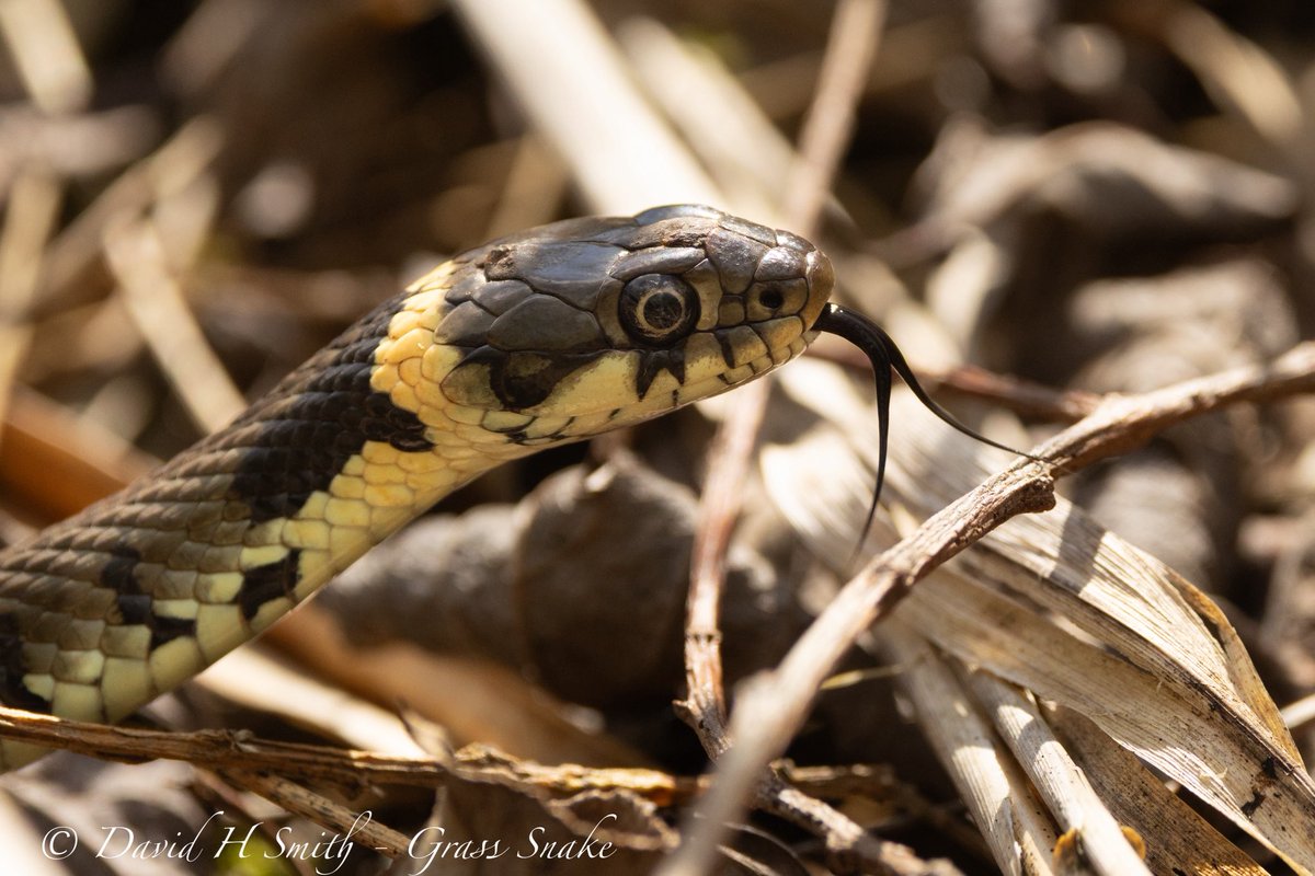 barbeldave's tweet photo. Grass Snake seen at Summer Leys LNR recently. 🤓
#grasssnake #reptiles #snakes @wildlifebcn #nature #wildlife #naturephotography #wildlifephotography https://t.co/xKnS7E3eAs