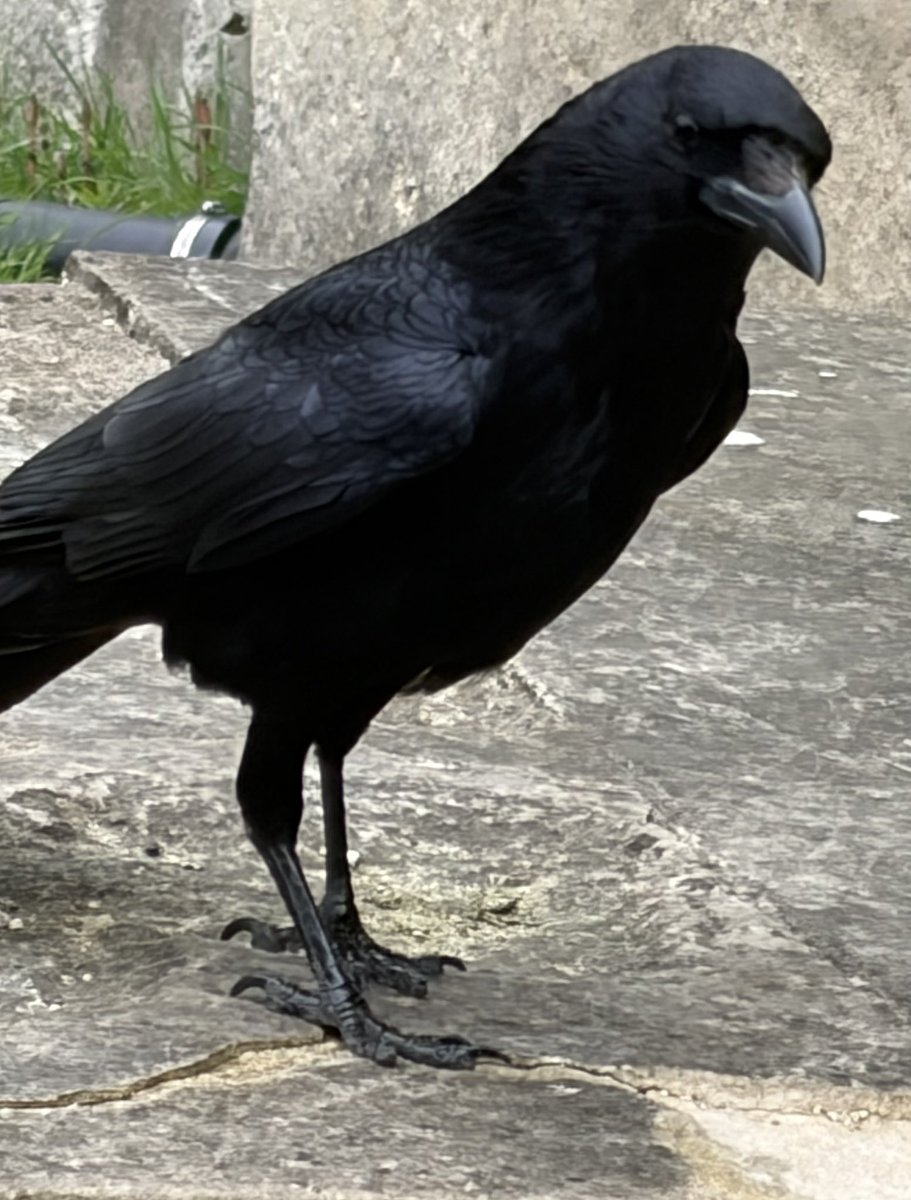 BromptonBunch's tweet image. Camilla is a bright &amp;amp; charismatic crow. #Crows
