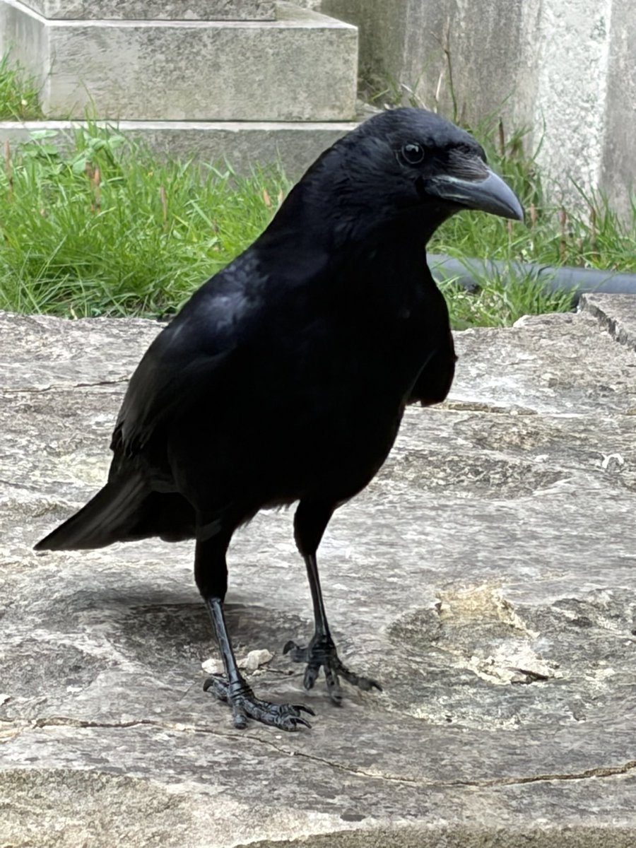 BromptonBunch's tweet image. Camilla is a bright &amp;amp; charismatic crow. #Crows