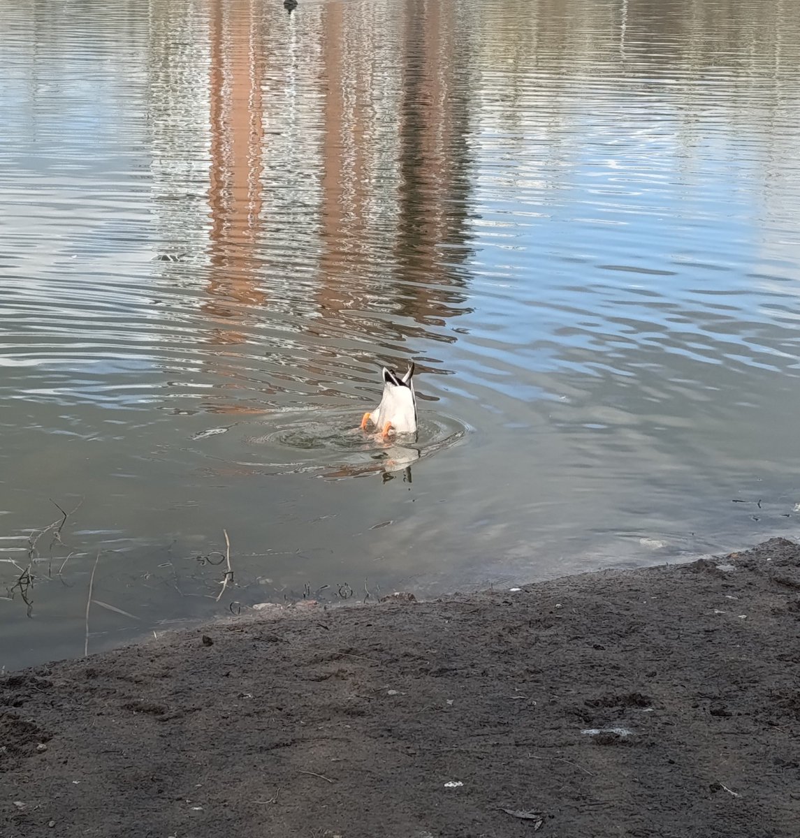 Программистесса tweet media