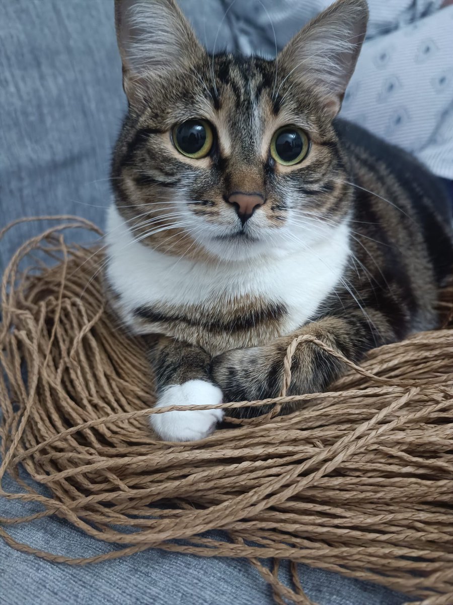 Av_NurMese tweet media