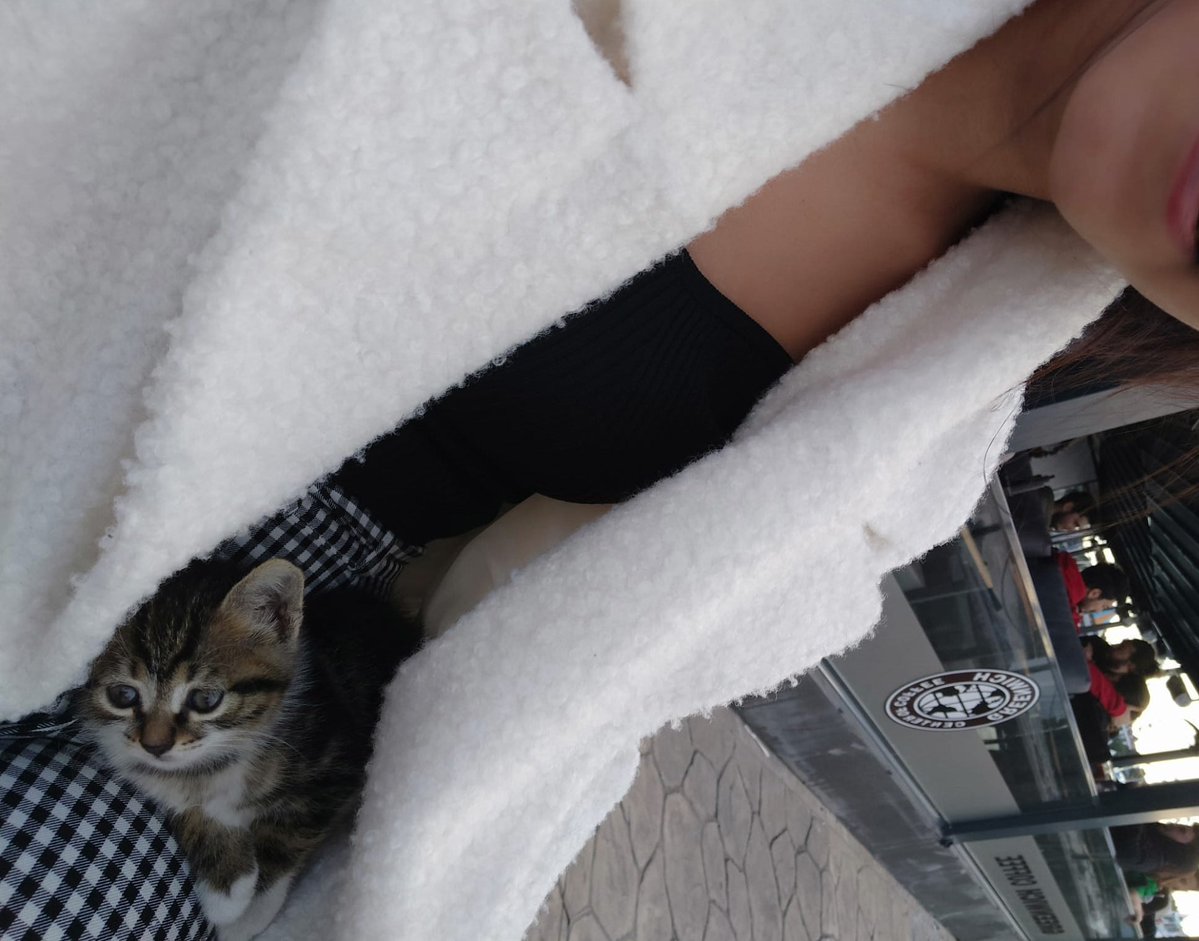 Av_NurMese tweet media