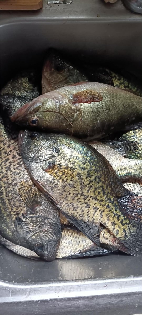 jdoc1991's tweet photo. The wind really had it out for me today. The crappie wanted to bite, but the wind had other plans. The one bass I got today hit like a train, but by the time I got him in, he didn't even want to swim back out, so he came home too!!! https://t.co/uM5ls1HuHb
