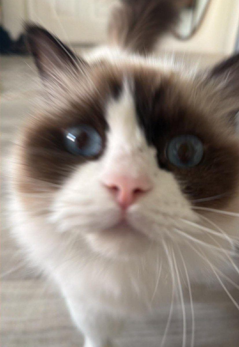 serinide tweet media