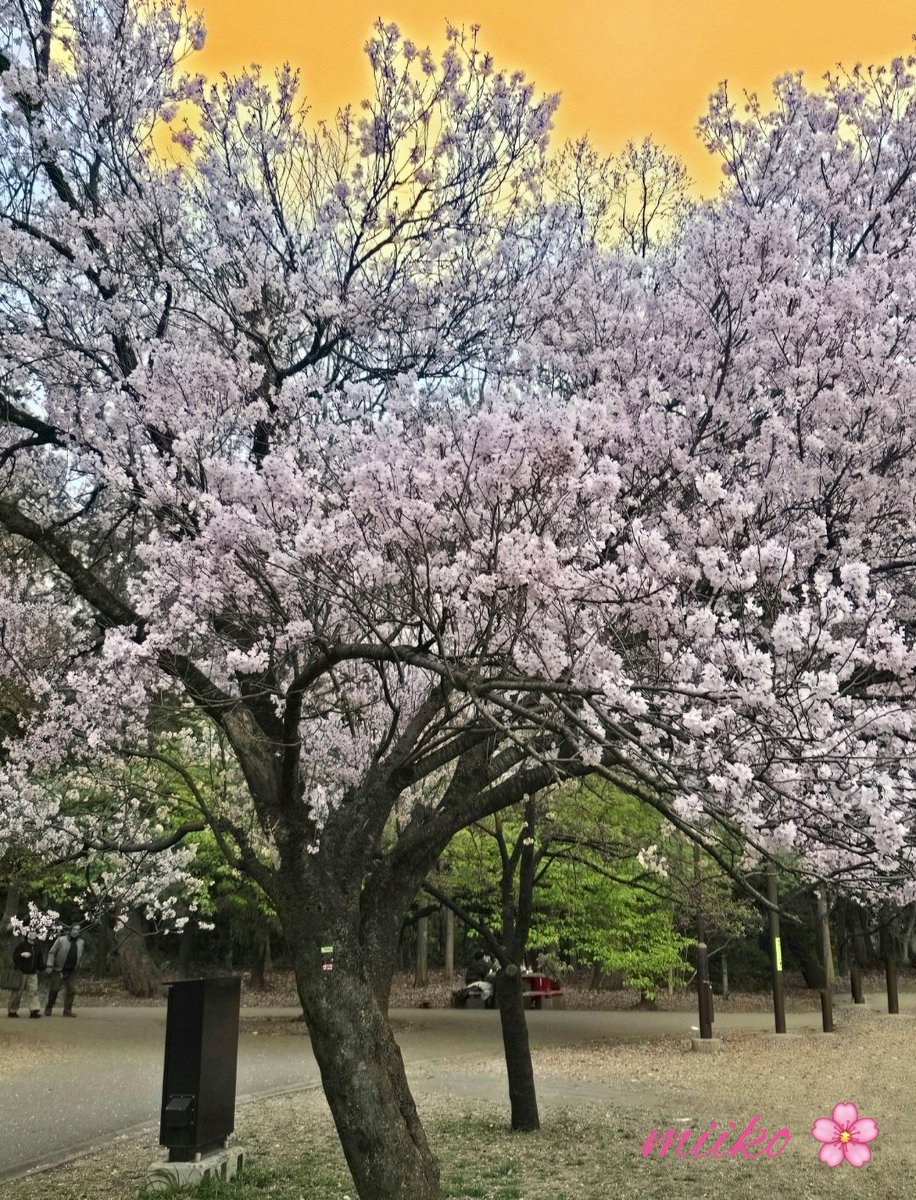 みいこ🍀🐞 tweet media