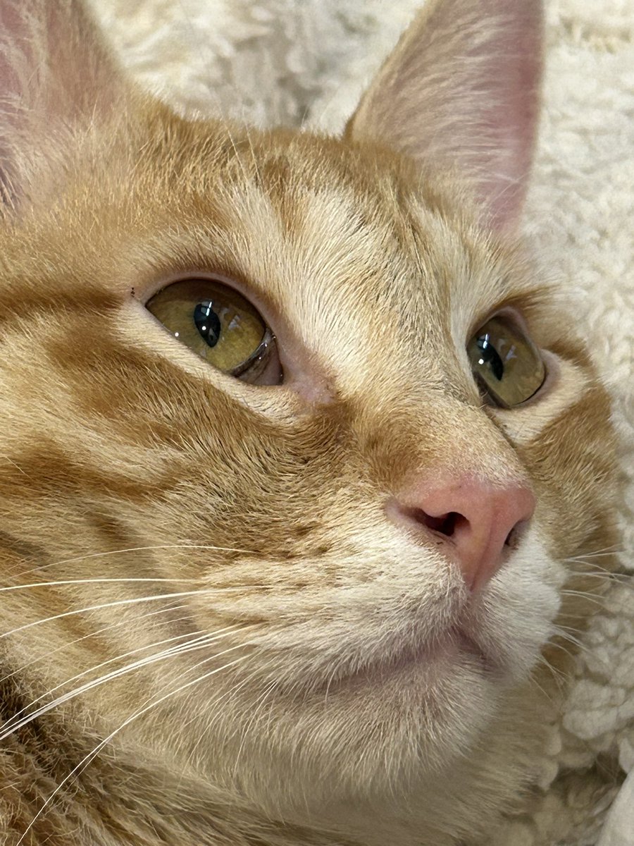 🌹いくら tweet media