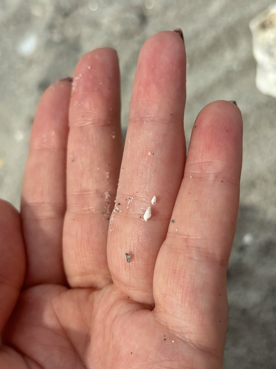 Eva_alien3's tweet photo. Looking for tiny shells at the beach https://t.co/NobVo9EMIu