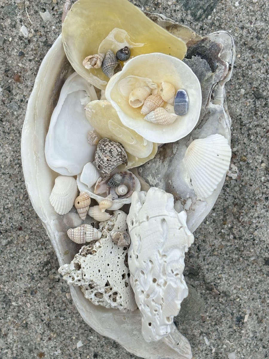 Eva_alien3's tweet photo. Looking for tiny shells at the beach https://t.co/NobVo9EMIu