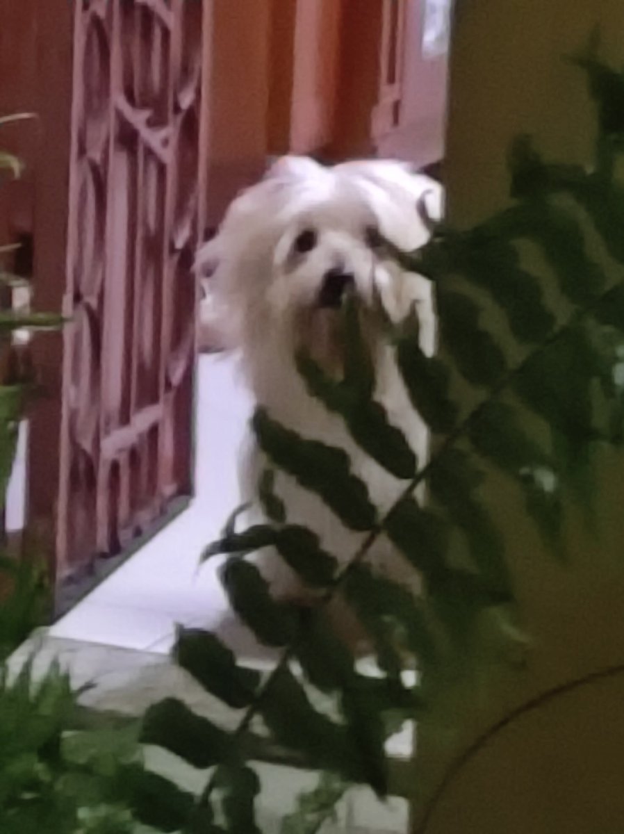 Connor🦈🍥 Debut Jaja tweet media