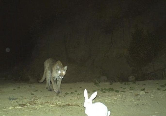 𝙘𝙝𝙖𝙤𝙨 𝙧𝙚𝙞𝙜𝙣𝙨 tweet media