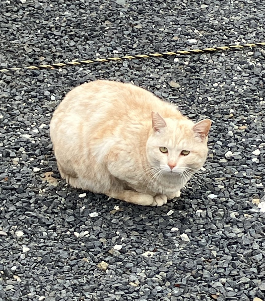 雀のお宿 tweet media