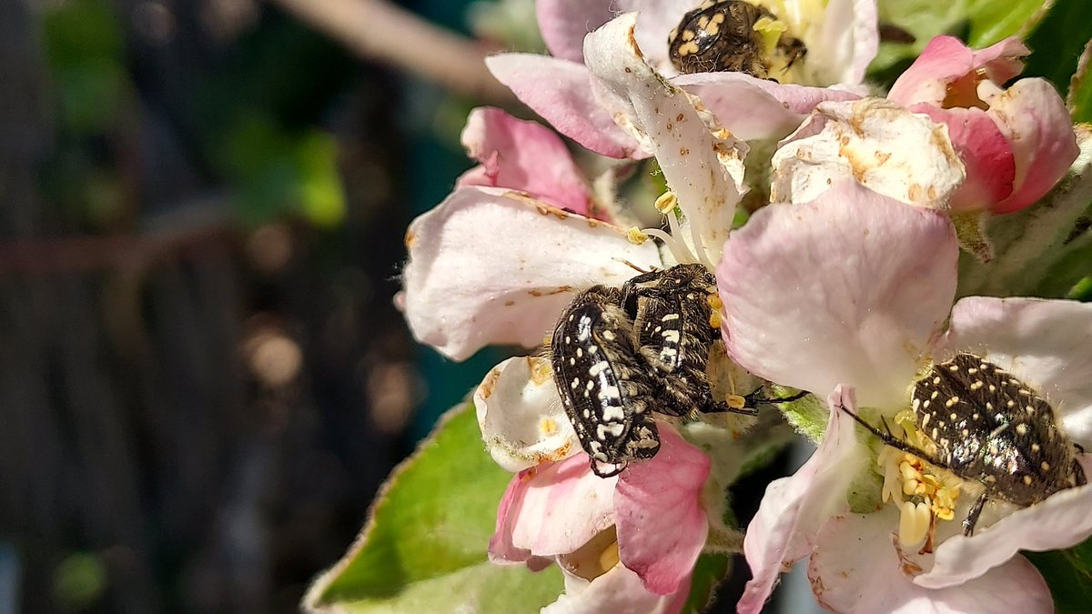 Bachicha en La Selva tweet media