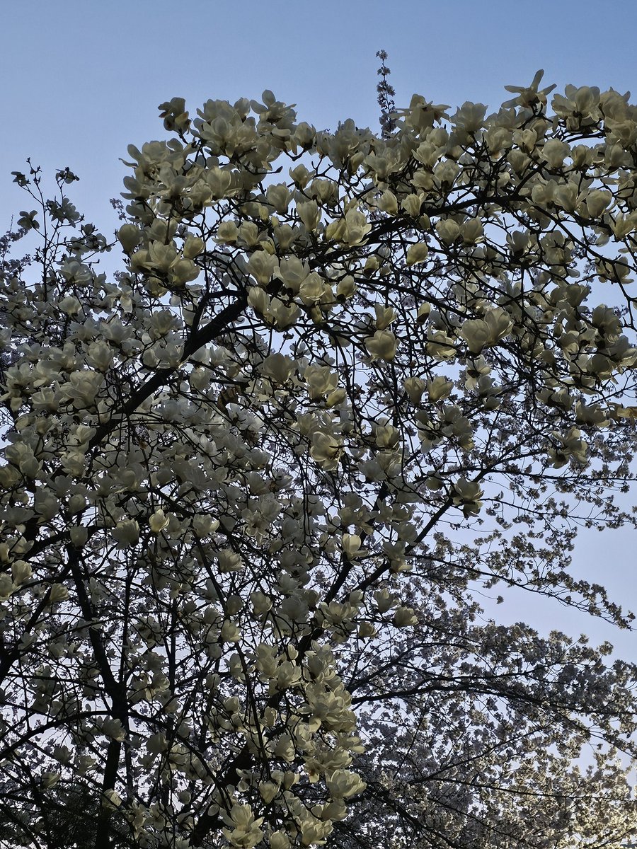 네츠케 tweet media