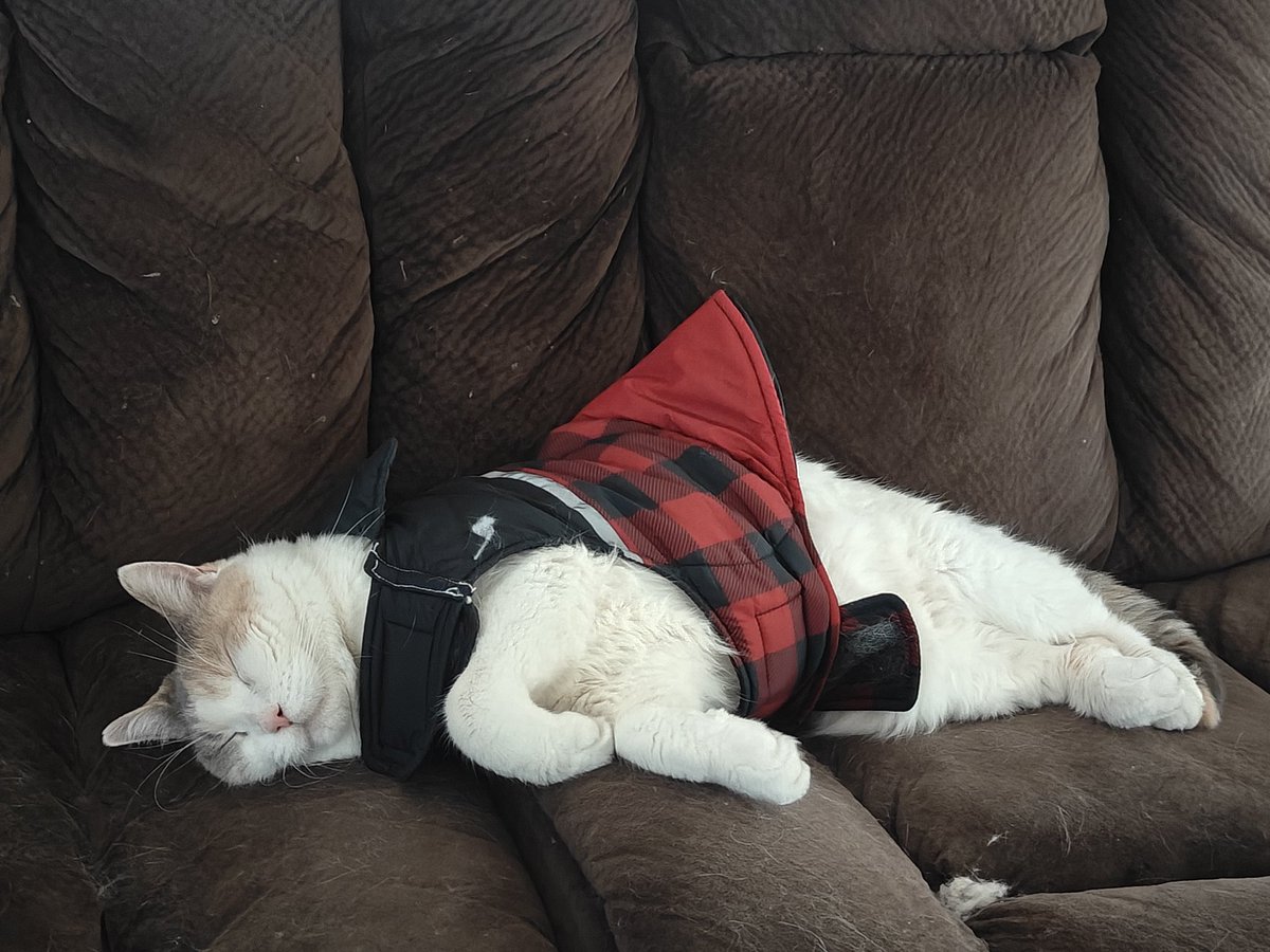 CatoshiNyan's tweet photo. Good Bitcoin price action = good sleep

Bad bitcoin price action = buy more bitcoin = good sleep https://t.co/5uUg0Jqf3E