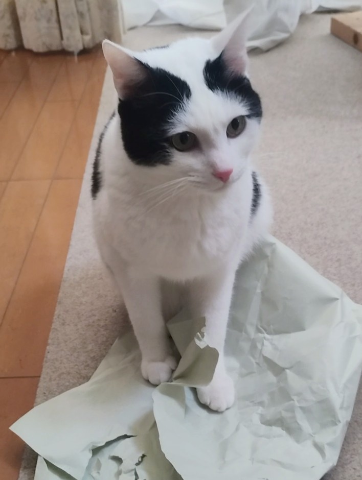 四季美 tweet media