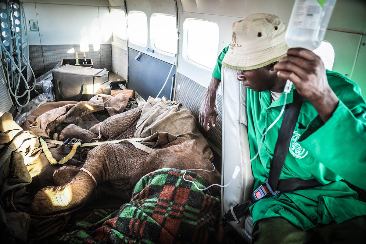 TextronAviation's tweet image. When a baby elephant is found orphaned &amp;amp; dehydrated in the Kenyan wilderness, every minute counts. The @Cessna Caravan acts as a lifeline for the @SheldrickTrust team to drop canine tracking units into the bush &amp;amp; transport injured animals to safety.

#Cessna #SpecialMissions