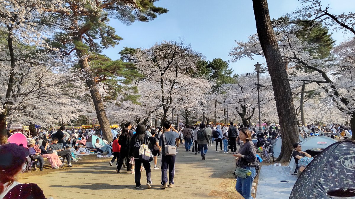 yonodaiichi's tweet photo. おはようございます😁

先日、＃大宮公園 の桜が見頃を迎えお花見に行って参りました。
たくさんの出店も並び例年どおりとても賑やかでした。
大宮公園は大宮駅から徒歩15分。
武蔵一宮 ＃氷川神社 に併設された公園で、駐車場も完備。
車でも立ち寄れる埼玉有数の観光スポットです😌 https://t.co/UzDFwJYbS5