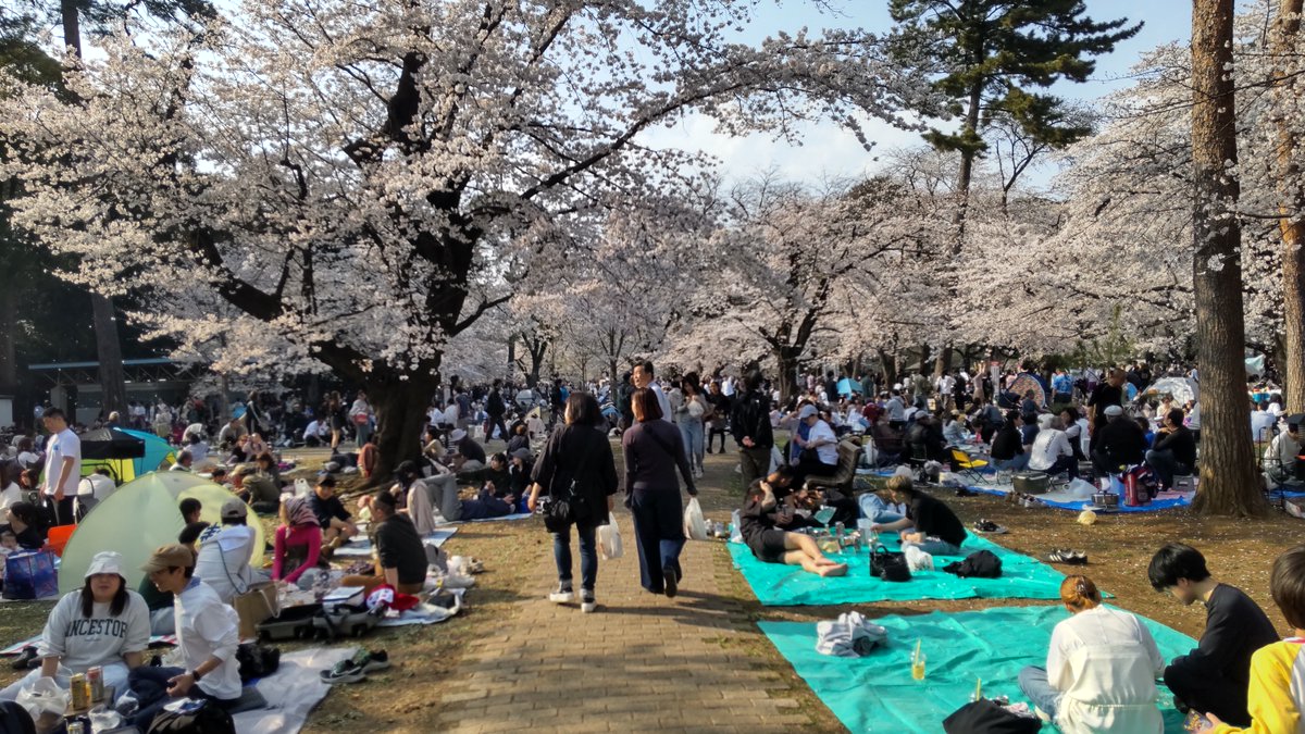 yonodaiichi's tweet photo. おはようございます😁

先日、＃大宮公園 の桜が見頃を迎えお花見に行って参りました。
たくさんの出店も並び例年どおりとても賑やかでした。
大宮公園は大宮駅から徒歩15分。
武蔵一宮 ＃氷川神社 に併設された公園で、駐車場も完備。
車でも立ち寄れる埼玉有数の観光スポットです😌 https://t.co/UzDFwJYbS5