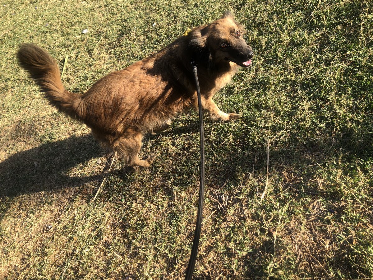 azul_cometa's tweet photo. Hola, buenas tardes, perrito Güero en adopción, por favor, me ayudar a compartir la publicación para que llegue a su futura familia. Es cruza entre border collie y/o pastor belga. Tiene 3 años y medio. Muy amigable, jueguetón, pasea con correa y no se hace en interiores. Es un ❤️ https://t.co/H97EFRkOuQ