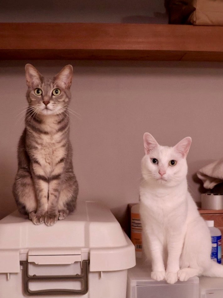 ミミ📖猫と物語と美味しいもの tweet media