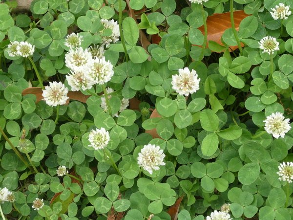 プチ子 tweet media