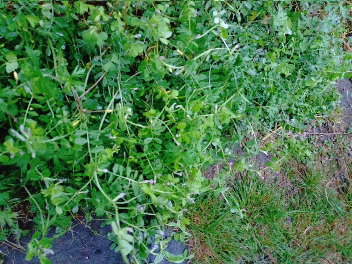 丹沢自然学校PR tweet media