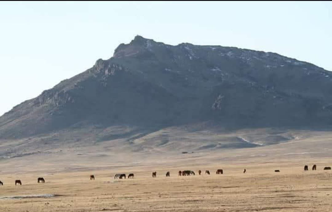 Altantsetseg Orgi tweet media