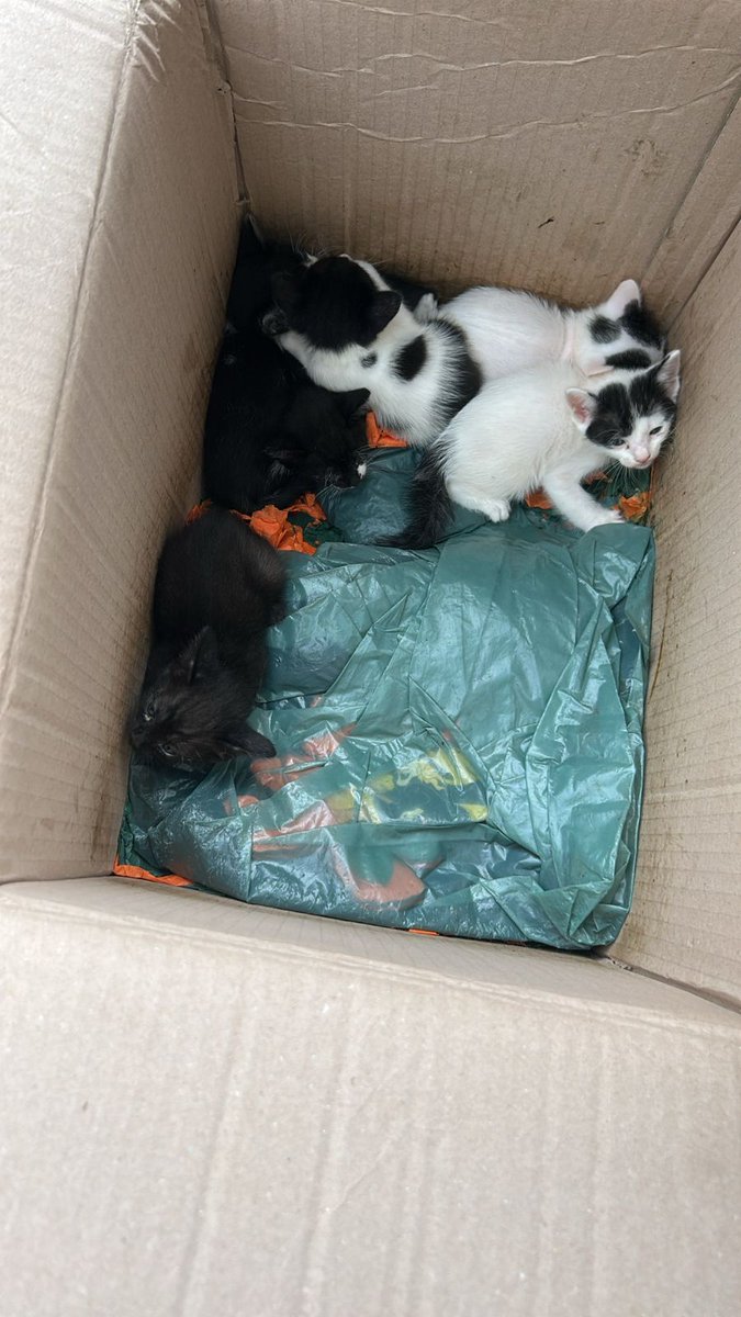 Light_Dark20's tweet photo. 6filhotes foram encontrados nosótão de uma casa no condomínio,eles não tem pra onde ir.O morador se mudou 
Eles estão dentro dessa caixa 
No corredor ao ar livre da casa 
Se alguém tiver interesse em adotar,mais informações Entrar em contato com  Cássia 96367-0190 PF compartilhem https://t.co/MEMGk0HTlo