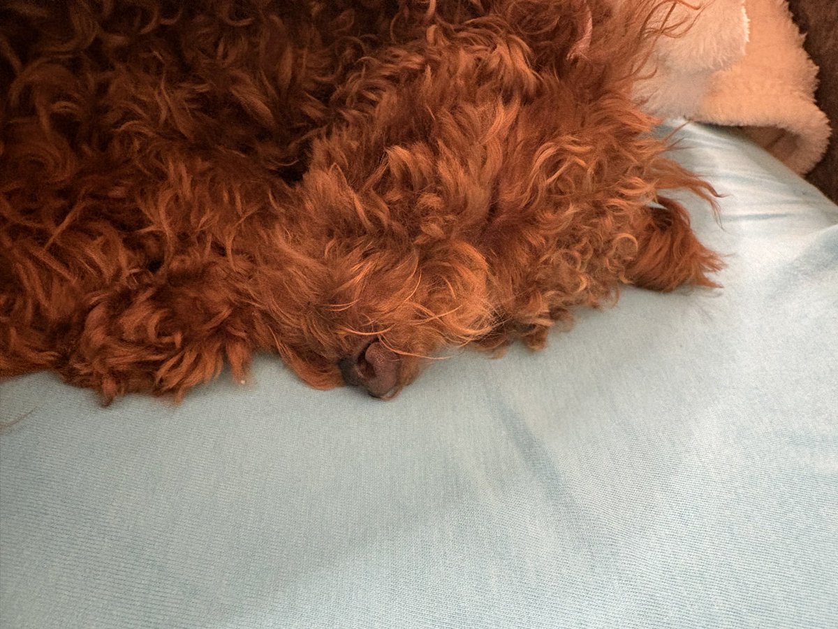 𓂃⋆.˚ blaze ⁷ ♠️ tweet media