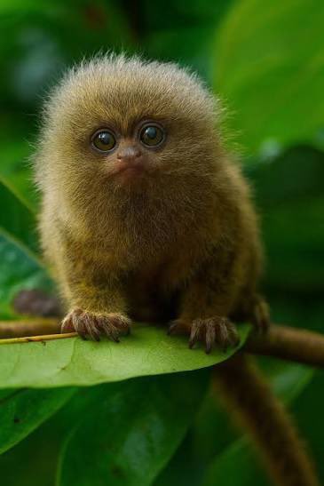 johnny drama (heroic spirit) tweet media