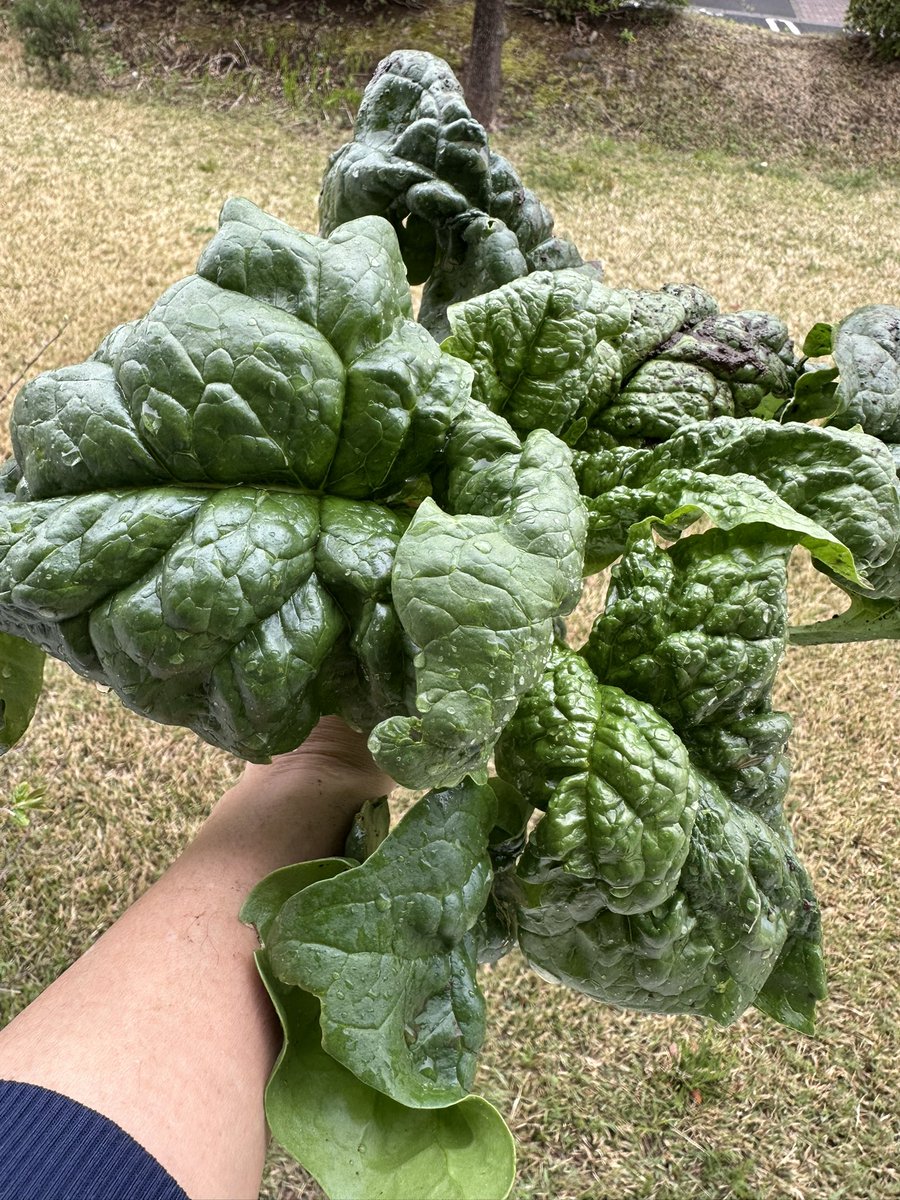 ふるぴん tweet media