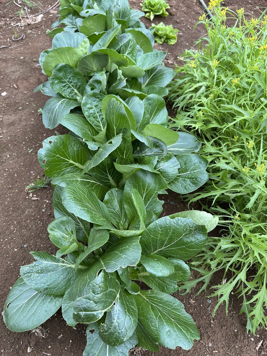 ふるぴん tweet media