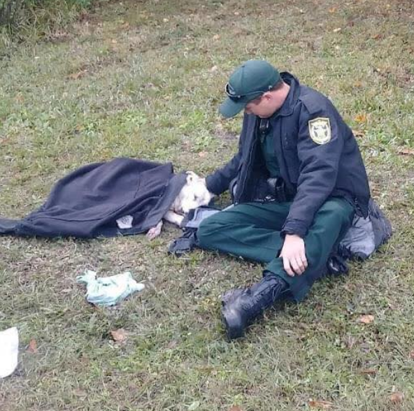 Best in Dogs tweet media