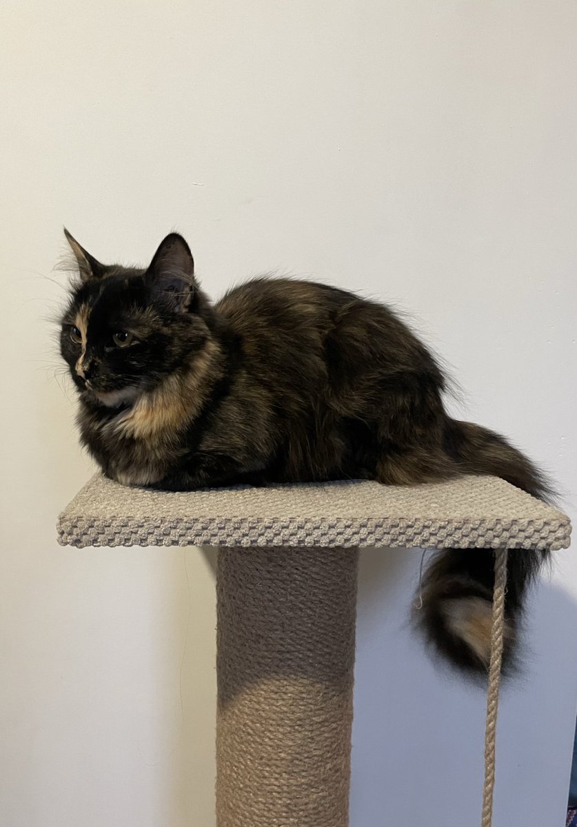 стерпна_легкість 🇺🇦 tweet media