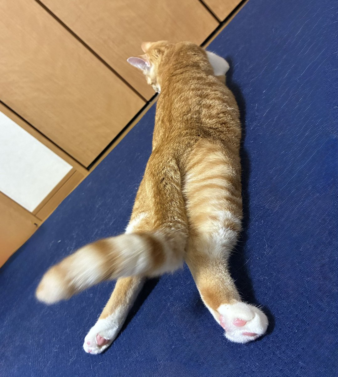 のんちゃん tweet media