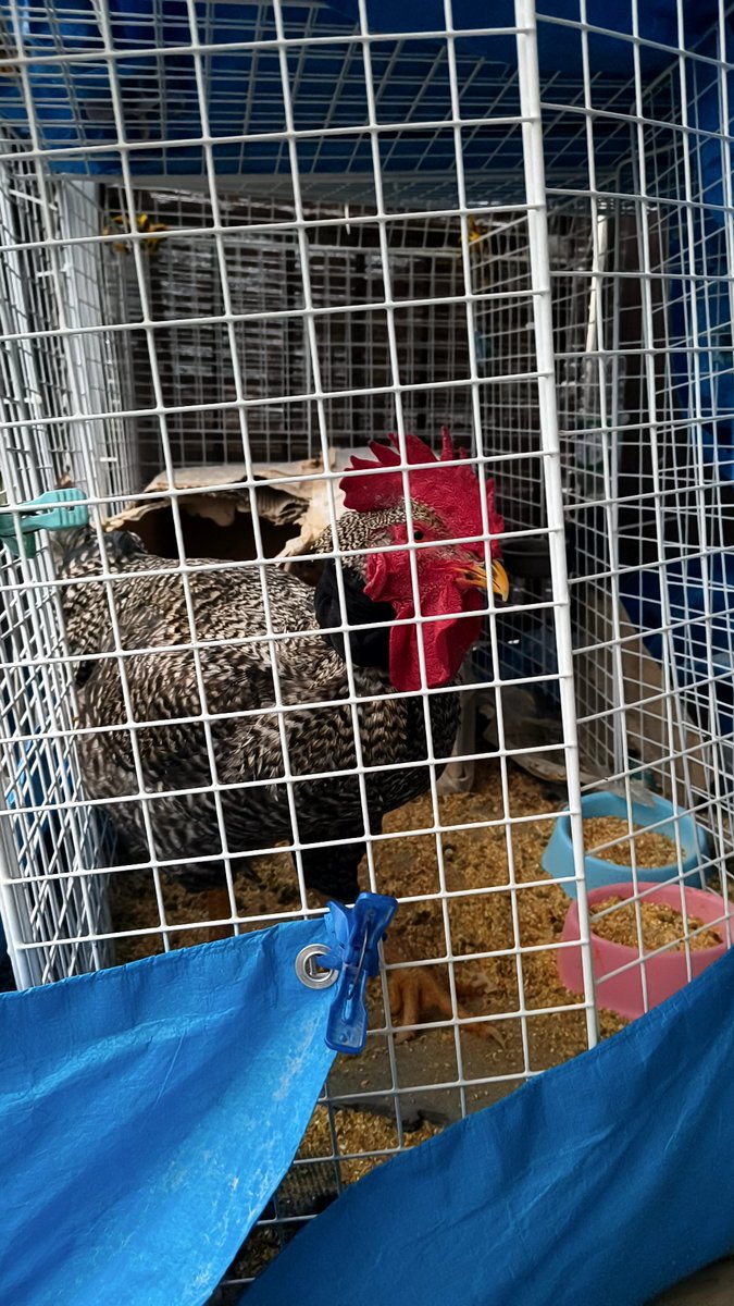 グロウジーク（狂気33-4倍アソパソマソ） tweet media