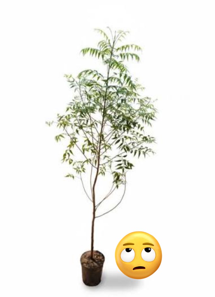 سعيد السهيمي tweet media