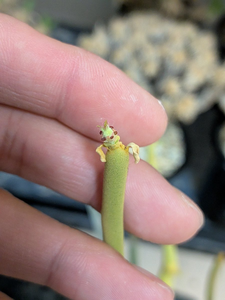 Le Norte tweet media