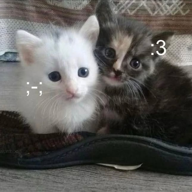 Punch Cat tweet media