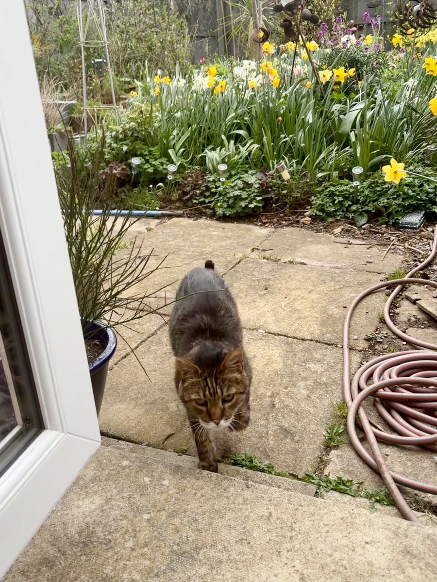 Bencat90866404's tweet image. I spent quite a long time out in the Magic Garden today &amp;amp; I have worn myself out. Time for bed now. Goodnight friends, sleep well 💤💤
🐾paw-waves🐾 purrs😽 &amp;amp; hugs🤗 for mews all💕
#CatsOnX #BeKindAlways #KindnessMatters❤️