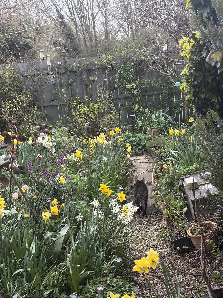 Bencat90866404's tweet image. I spent quite a long time out in the Magic Garden today &amp;amp; I have worn myself out. Time for bed now. Goodnight friends, sleep well 💤💤
🐾paw-waves🐾 purrs😽 &amp;amp; hugs🤗 for mews all💕
#CatsOnX #BeKindAlways #KindnessMatters❤️