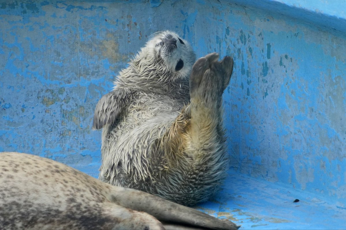 もふもふ tweet media