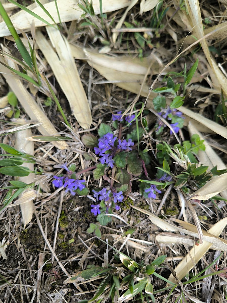 植松昭二 tweet media